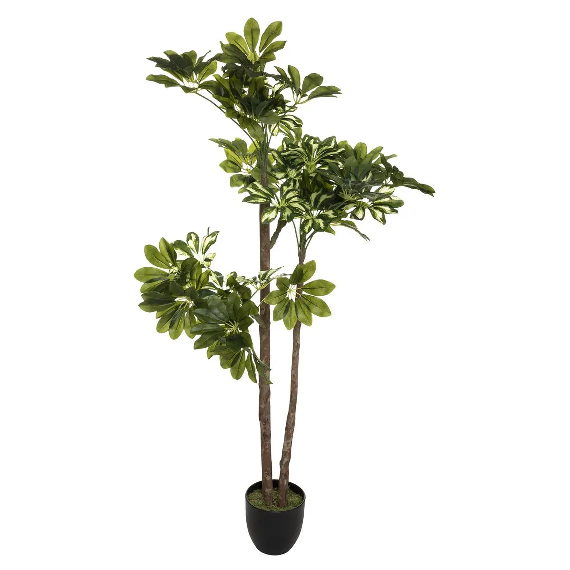 Schefflera H 130 | 3 Suisses